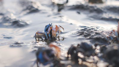 Close-up of a crab on a rocky shore