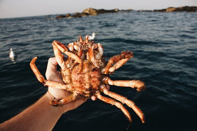 Marine biologist examining sea life