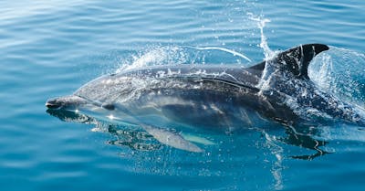 Dolphin swimming in ocean