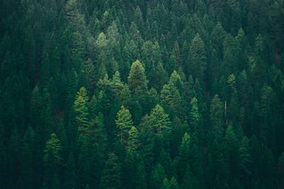 dense green forest landscape