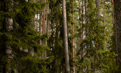 tall trees in misty woodland