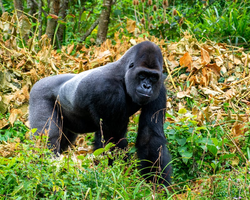Gorilla in wildlife natural habitat